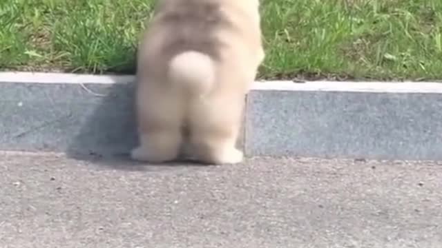 Cute Pets And Funny Animals Compilation #43 - Pets Garden #shorts