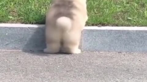 Cute Pets And Funny Animals Compilation #43 - Pets Garden #shorts
