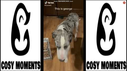 SUPER CUTE DOG COMPILATION - FUNNY DOG VIDEOS