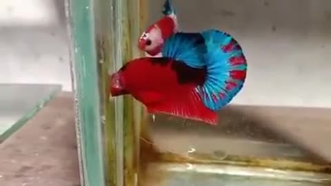 watching aquarium fish