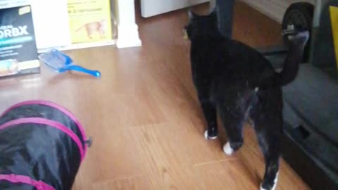 Cat taking wrapper out of garbage