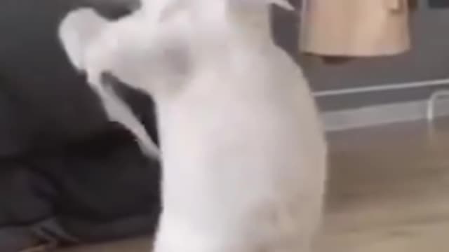 Cute And Funny Cats Video | Funny Cat