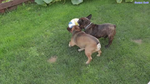 french bulldog vedieo