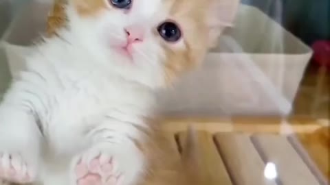 Cute Kitten