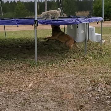 These dogs have a trampoline routine that will make you laugh