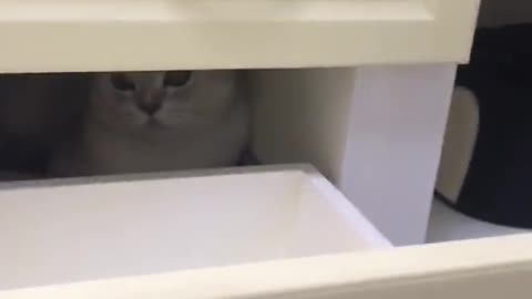 The cat that hides and seeks with you
