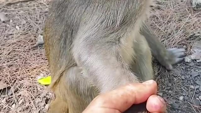 Ha ha, lovely little monkey