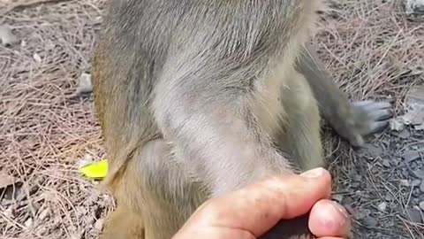 Ha ha, lovely little monkey