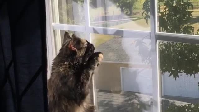 Trying to catch a butterfly #fail #catlife #catsofinstagram #kitten #tortiecats #catvideo #catthursday