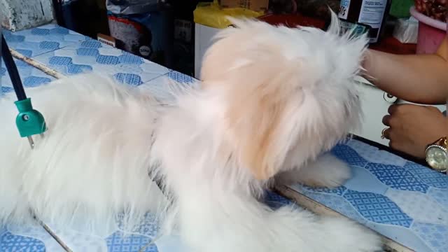 SO CUTE PUPPY I PLANNED TO BUY ONE FOR MYSELF