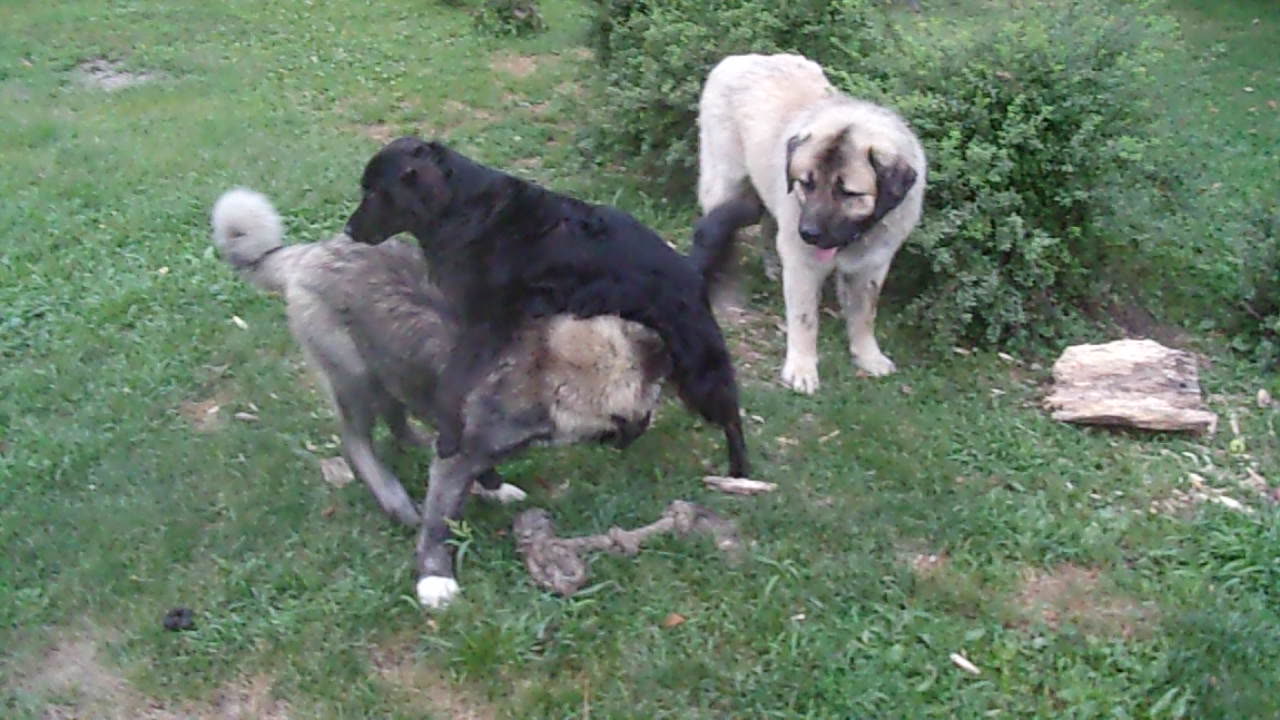 Tug a War Bob and Taco