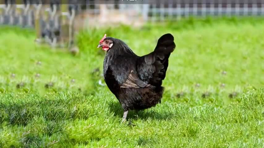 Animal sounds. Amazing 20 animals sounds.