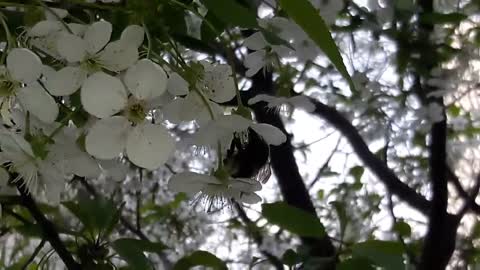 Bee on cherry
