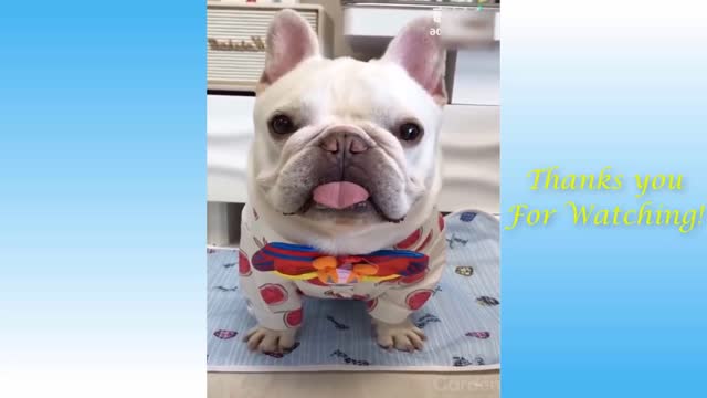 I heart pets 11