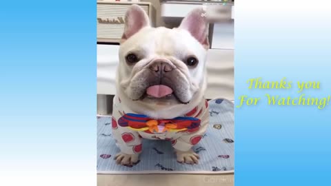 I heart pets 11