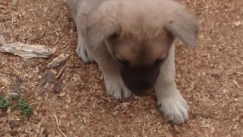 Наша маленькая кроха щенок 🐶