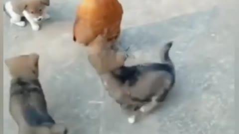 Dog vs Hen Fight 4.