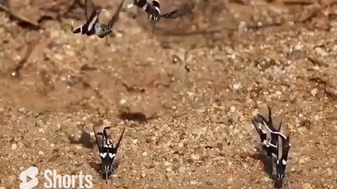 Dragontail Butterfly Swimming in The Air #shorts #shortsvideo #video #viral
