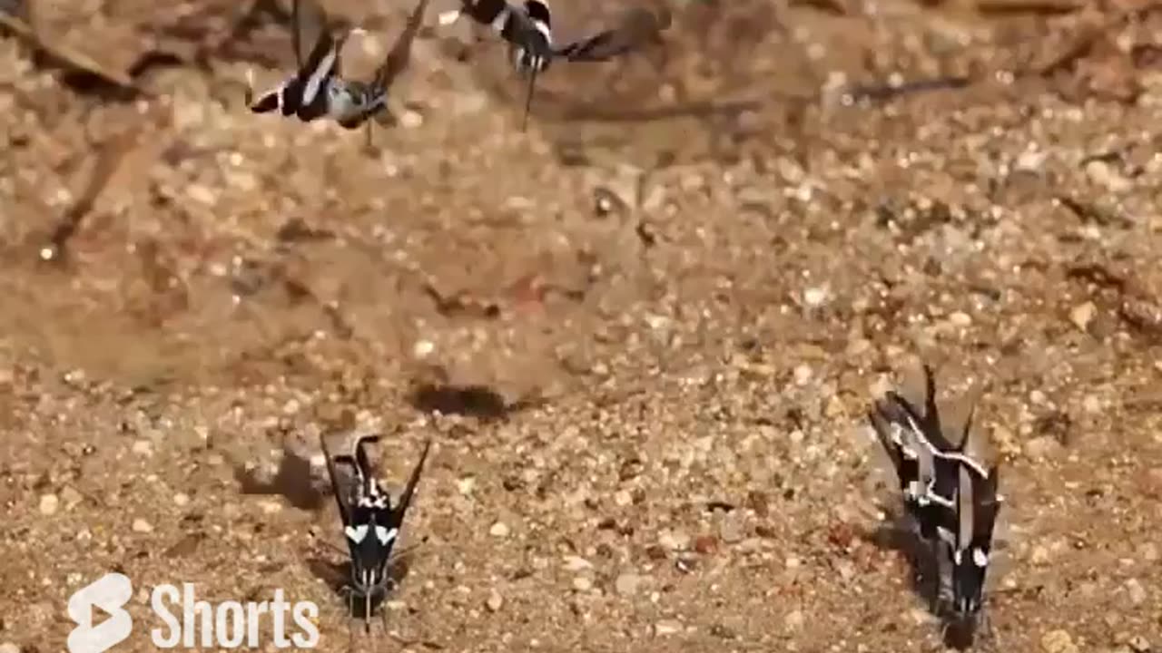 Dragontail Butterfly Swimming in The Air #shorts #shortsvideo #video #viral
