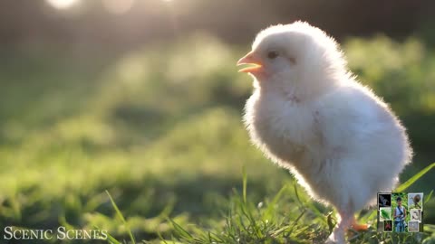 Wonderful World Of Young Animals - Part 03
