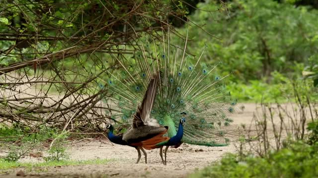 Peacock Displaying Feathers in order to attract beautiful female