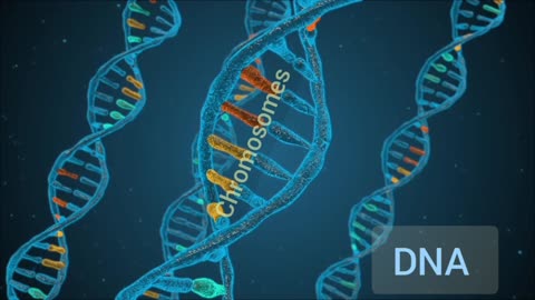 DNA Structure and Chromosomes