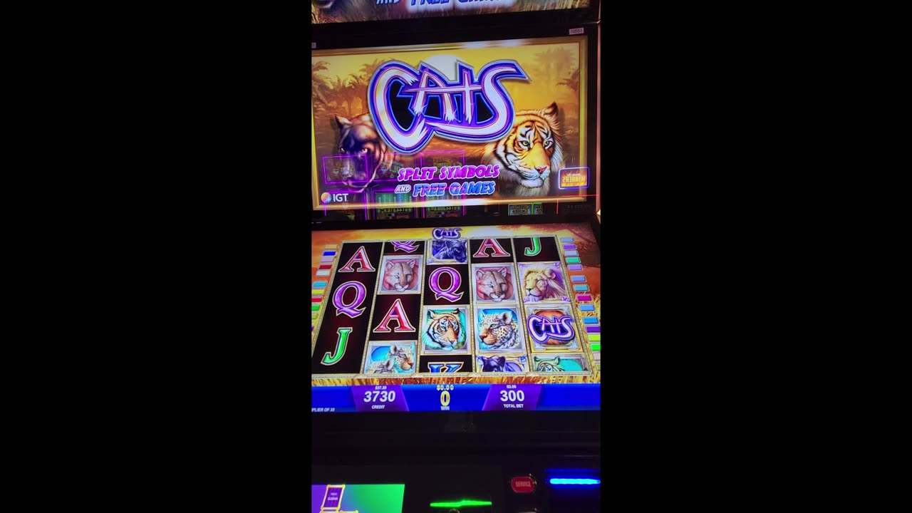Cats-Playing for 5 Paws🐾