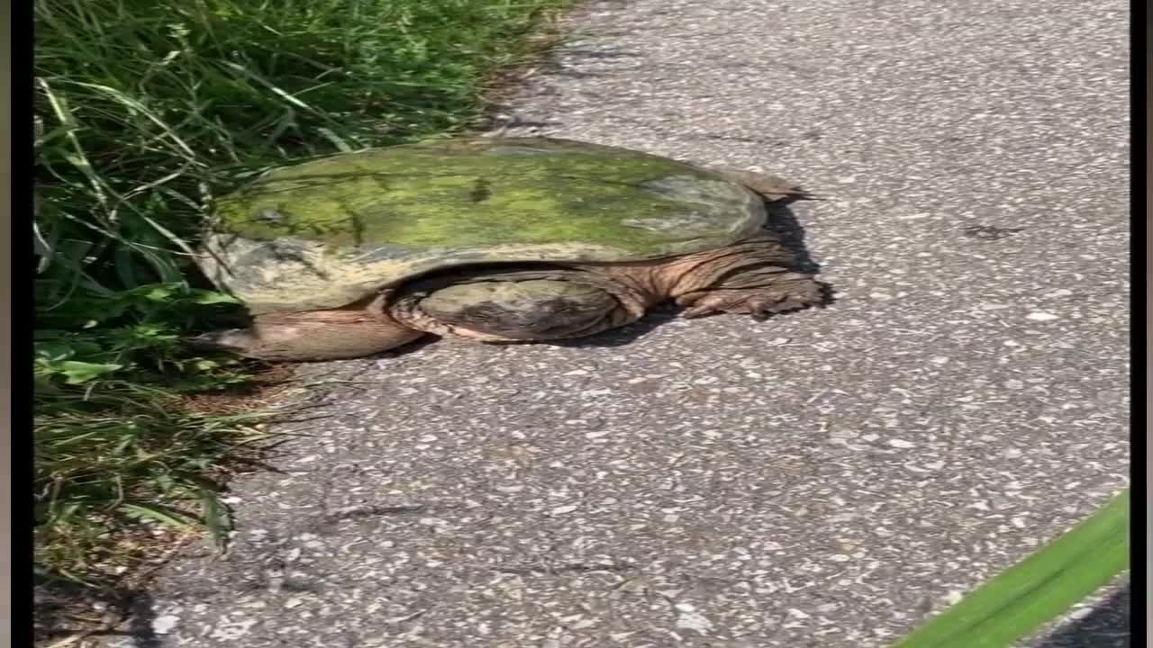 If you help a tortoise, look at the fingers and help - The attack of a tortoise