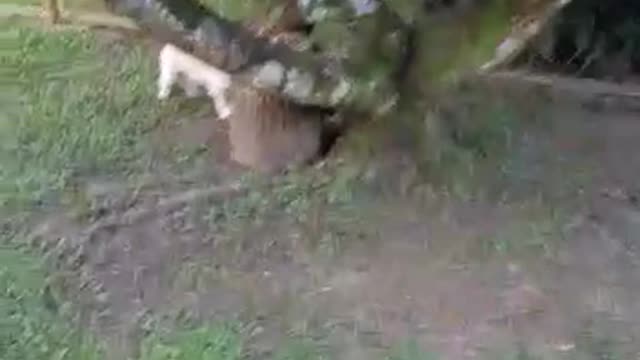 Tan dog runs around backyard garden