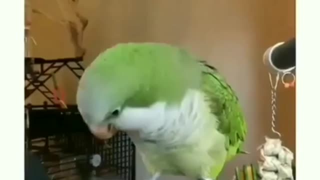 Parrots Funny Video l Very Cute Videos