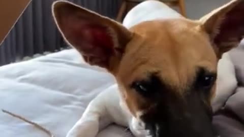 why is that noise so satisfyin_🍕🤤 #dogs #shorts