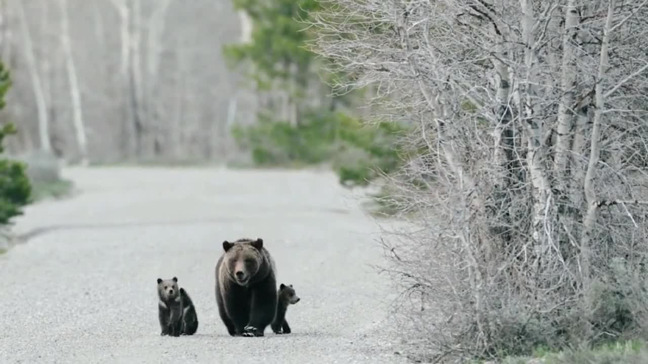 Grizzly mother walking on the road with 4 cubs, so cute