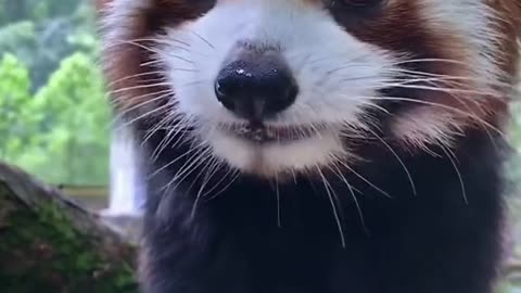 Can be lovely love pandas, who can not love