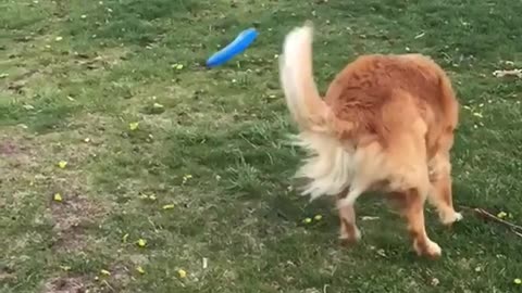 Golden retriever trying to catch frisbee in slomo