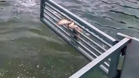 🧐🧐🐟