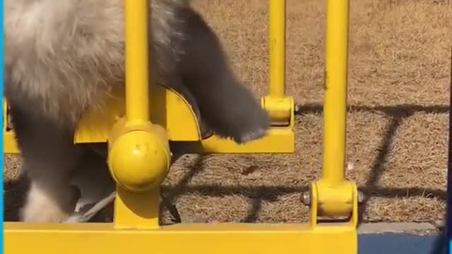 Adorable Malamute Clumsy Dogs and Puppies!