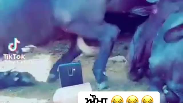 funny video