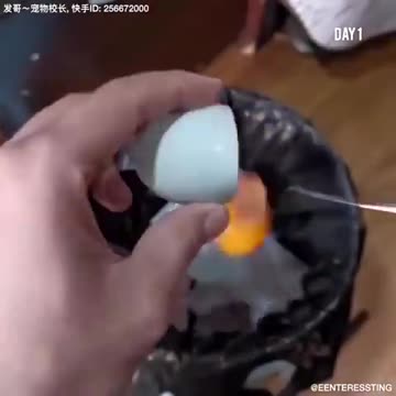 How does a chick hatch from an egg and how does it grow