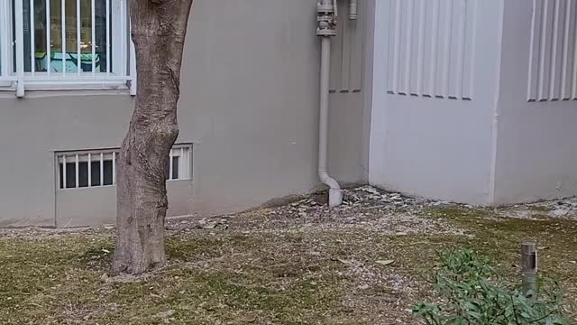 A cat that climbed a tree to catch a bird.