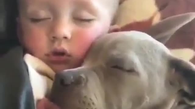 Funny Dog Videos 2021 It's time to LAUGH with Dog's life272