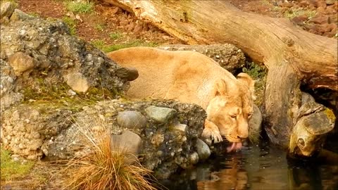 Lion Drink (Big Cat)