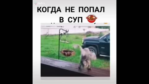 прикольные животные