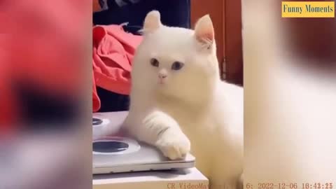 New Entertainment Top Funny Video Most Watch Viral Funny Video in 2022 Episode,watching,Funny Cats