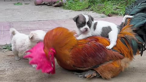 Cock & puppy having lots of love & fun