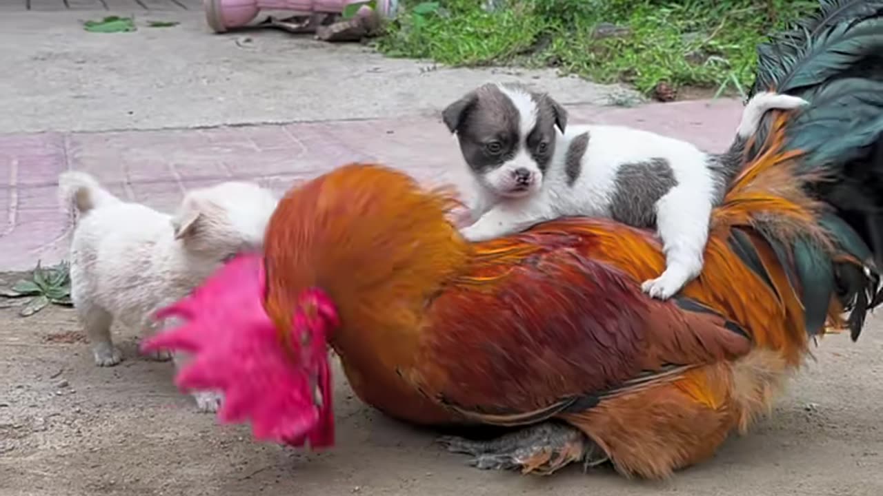 Cock & puppy having lots of love & fun