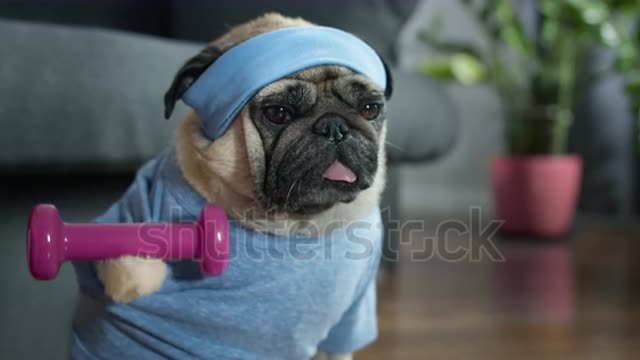Dog fittness training