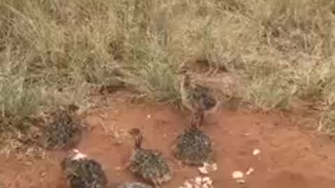 Ostrich Chicks at Safari Park