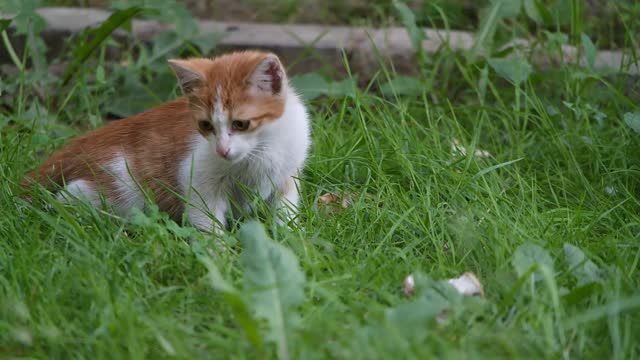 Funny kitten resting and searching insects in the grass