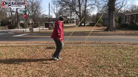 Dog Training of 2 Year Old Brittany