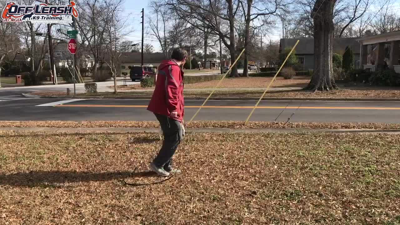 Dog Training of 2 Year Old Brittany